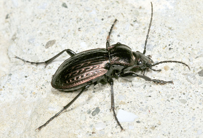 Carabidae da det.: Carabus italicus